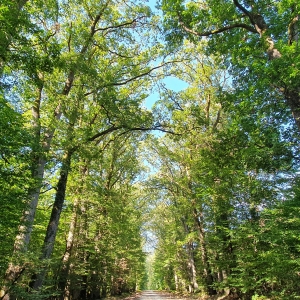 Foret4