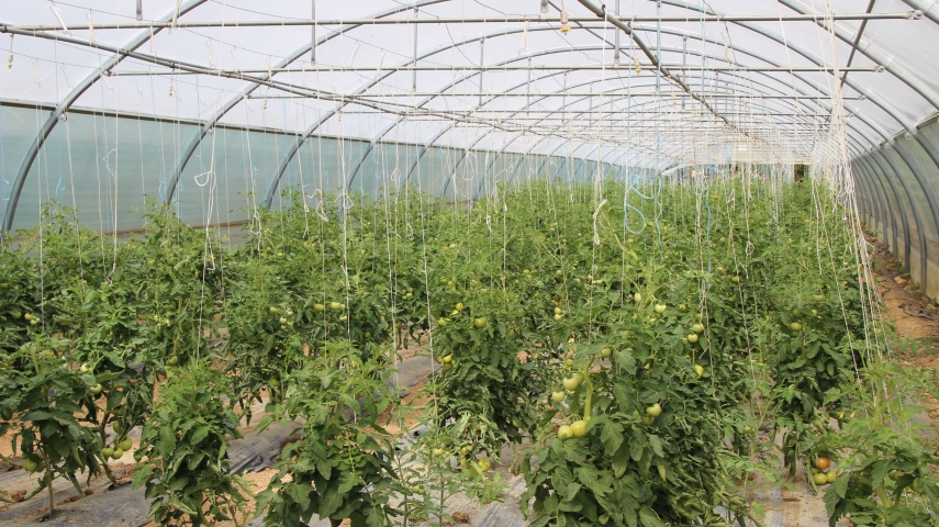 Jardin de Limon Vauhallan 10 Copie