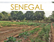SENEGAL