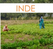 INDE photo