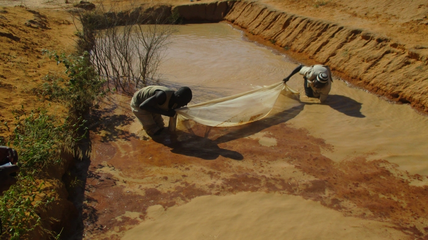 N Doutchi2 Pisciculture 0489